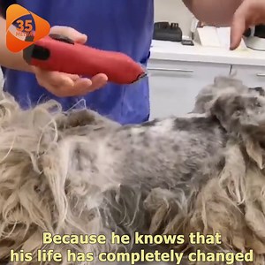 2K views · 117 reactions | They say this dog is dirty and disgusting with thick fur. | Pets Life | Facebook