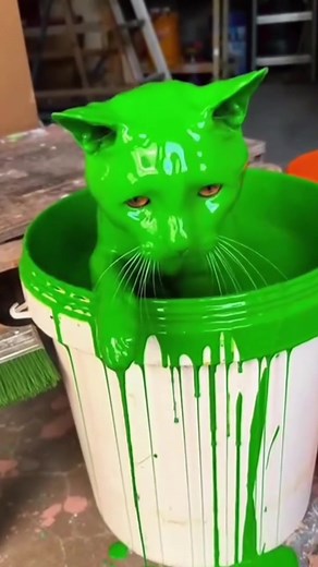 Momentos divertidos de gatos: recopilación de videos graciosos