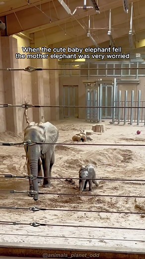 Cute and Funny Elephant Video for Kids
