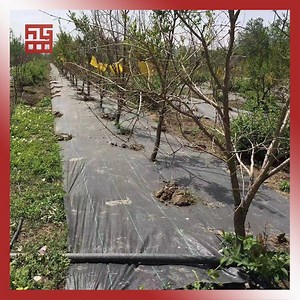 [Hot Item] Plastic Agricultural Horticultural Netting Grass Cloth Wallpaper Weed Mat