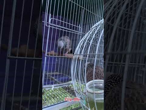 MALAYSIA TƠ THỔ ÂM PHÊ