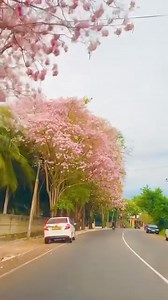 2.1K views · 19 reactions | Welcome to the beautiful Sri Lanka. Join Paradise in Asia and experience fresh ideas. thank you. | Men Of Sri lanka. | Facebook