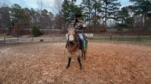 CAROLINE , TAKE A VERY GOOD LOOK AT A VERY NICE MOLLY MULE .. 14.3 and 7 year old | Max Bishop