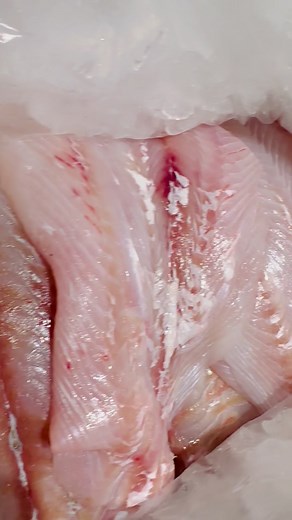 Fresh Fluke available for all of our Saturday customers! Limited amount, first come first serve. We also have 16/20 count frozen North Carolina Jumbo Shrimp! This size has been super hard to get and we finally have a limited amount in stock. 5lb frozen blocks available. We are open from 11AM - 5PM today with so many seafood options in the market! Full list below. 🦞 Fresh Cooked TCK Lobster Meat (We brought in a very limited amount for walks ups if you missed out on the pre-sale) Available FROZE