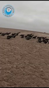 249K views · 7.5K reactions | Recapture Seal Caught Again #ocn #oceanconservation #sealrescues #plasticpollution #raisingawareness | Ocean Conservation Namibia | Facebook