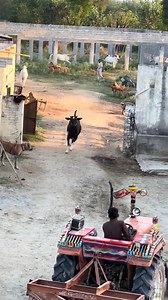 A Beautiful Black Bull 🐃✨ | Hi-tech Gadgets