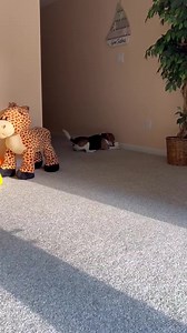 Hound Rescue on Reels | Facebook