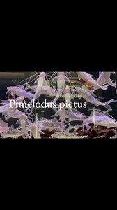 2K views | Nieuw binnen bij #Heevis: Pimelodus pictus, Gevlekte antennemeerval. Zeer goede bodemvuil opruimer uit Zuid-Amerika. Vriendelijke meerval maar zet ze niet bij te kleine vissen, deze kunnen als “voer”worden gezien.Hij wordt maximaal 14cm groot. Je kunt ze solitair houden of in een klein schooltje. | Heevis | Facebook