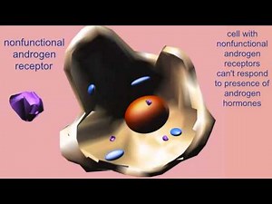 ANDROGEN RECEPTOR DNA THROUGH PHENOTYPE