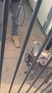 1.1K views | Stage 1. Assessment on two Frenchies going gate crazy...