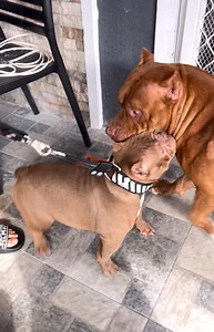 50K views · 1.3K reactions | KISSES AT BEAST! SUKATIN ANG LEEG! HEAVY DUTY COLLAR CHOKER LEASH! Shopee  https://shope.ee/8ev2xHZzhA Lazada  https://s.lazada.com.ph/s.6WNWT | SAM Walastik | Facebook