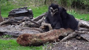 Spectacled Bear Cub Playful Mother Andean Stock Footage Video (100% Royalty-free) 1010516846 | Shutterstock