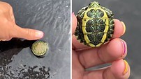 Check out the tiniest and cutest turtle ever! Cuteness overload! | Rumble