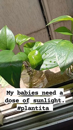 One of my stress busters.. #plantslover #naturelovers #greenthumb #dubai #fbreels2025ツ | Marilyn Manuel