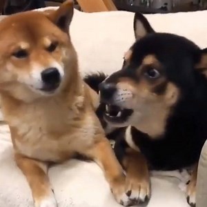 Dog arguments 🐕 | Tony Baker