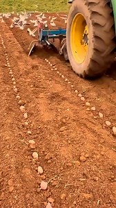 6.3K views · 24 reactions | potato planting and harvesting techniques | Gadis malam | Facebook