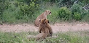 67 reactions · 11 shares | Honeymoon couple # yesterday afternoon safari. | Africa Journey Nature Experience | Facebook