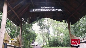 VIDEO: The astounding ‘Sempaya Hot Springs’ have high temperatures of up to 100 degrees Celsius, no wonder you can boil eggs with its water. The Vumbula Uganda trek to these hot springs lead them to see other forest wonders that amazed the group to bones. #NBSTravelShow #NBSUpdates | NBS Television