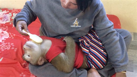 Smart Jason Contented Rest On Lap When Mom Comb Fur Lightly | Monkey Jason