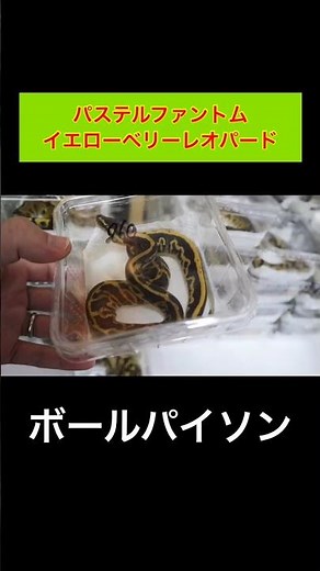 Pastel Phantom Yellow Belly Leopard [Ball Python]