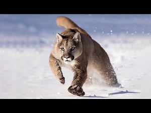 Puma: The Majestic Mountain Lion
