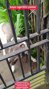 Si ganteng Yoyo. #doglovers | Yoeni Bio
