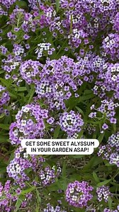 Don’t be fooled by its delicate blooms, sweet alyssum is a powerhouse in the garden. It attracts pollinators, invites beneficial insects, and adds a fragrant touch of beauty to any bed or border. 🐝🌿🌸 | All About Gardening