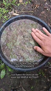 170K views · 1.3K reactions | How I Plant My Submerged AQUATIC PLANT(Limnophila sessiliflora/Ambulia) to Emersed! #aquascapingnegros | Aquascaping Negros | Facebook