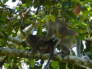 3.1K views · 135 reactions | So terrify poor pregnant female was attack for love by forest male monkey on Hight tree #Animallover | Mata Monkeys | Facebook