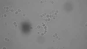 Brownian Motion Yeast Cells Under Microscope: stockbeeldmateriaal en -video's (rechtenvrij) 1012599218 | Shutterstock
