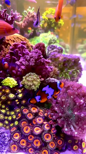 Better is better! #fishtank #customaquarium #aquascape #aquarium #coralreef #coralporn #reefporn #homedesign #interiordesign #interiordecor #luxuryinterior #luxuryrealestate #luxurytravel #luxuryhomes #fishtanksofinstagram #reeftank #reeftanksofinstagram #reeftankbuild #fishtanksetup #reef #travelgram #luxurvlifestyle | Maramotreef