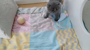 Feel GOOD friday! #AniOneKittenCollection 🐾 video: Nancy Leemans | Maxi Zoo Belgium