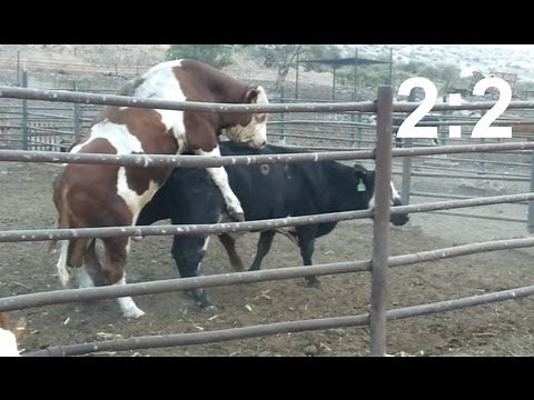 Two bulls fighting for a cow. Must see until the end! (score 2:2) #couple