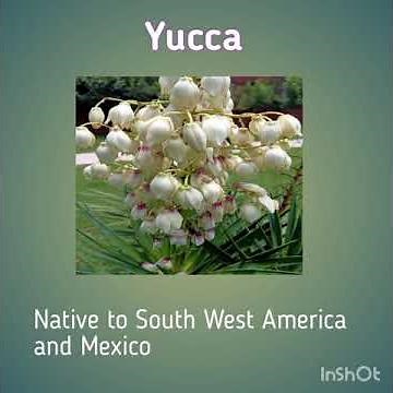 #Yucca ,#Dagger plant #Spanish bayonet# AloeYucca