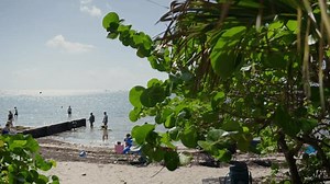 Virginia Key Beach, Miami, FL USA : vidéo de stock (100 % libre de droit) 1102105305 | Shutterstock
