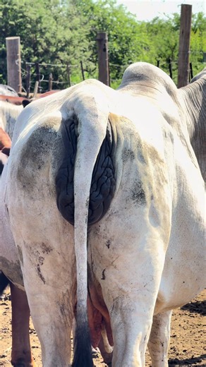 To see if a cow is ready to give birth (calve), look for physical signs like a swollen, relaxed vulva, a full udder (bagging up) with milk in the teats, and loosened ligaments around the tailhead, alongside behavioral changes such as restlessness, isolation from the herd, and frequent getting up and lying down; these indicate labor is imminent, often within hours.