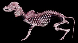 1.3K views · 18 reactions | Check out our Anatomage Dog on Table Vet...