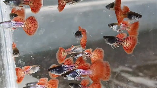 RS Color Fish Farm on Reels