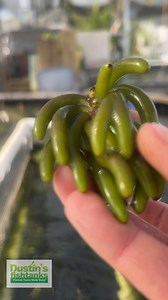 1.8K views · 15 reactions | BANANA PLANTS on Banana Plants!...