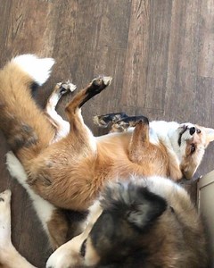 167K views · 9.4K reactions | The struggle for snuggles | Juniper Fox | Facebook