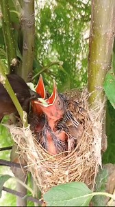 Mother red-vented bulbul diligently caring for her chicks by feeding them | Lovely Bird Family