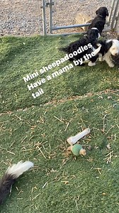 3 comments | Mini sheepadoodles are at that age when they are playful- naughty- cute. Mama is very laid back and just hangs out!dm for homing info. #sheepadoodle, #microsheepadoodle, #sheepdog, #responsibleBreeder, #healthtested, #minisheepadoodle, #puppy, #dog, #sheepdogmix, #dog #dogbreed, #microSheepadoodle, #miniaturesheepadoodlepuppy | Doodles4love | Facebook