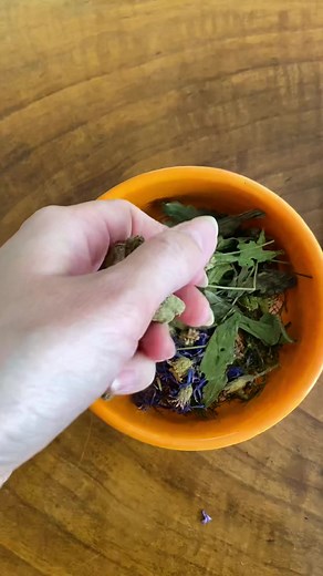 Morning routine (except vegies) ☀️#guineapig #guineapigs #guineapigsoftiktok #guineapiglove #guineapigcare #feeding #feedingtime #moringroutine #fyi #świnkamorska