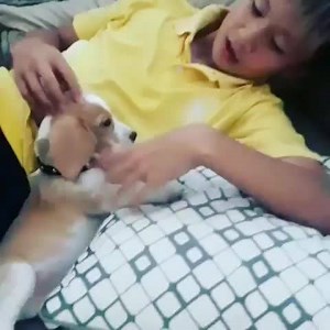 👋 From @noodle_the_golden_beagle | My Beagle & Me