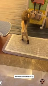 Cat after shaving 😂 #cat #funnycat #funnyvideos #fyp | Pets Planet