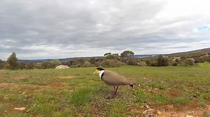 1K views | Port Lincoln Osprey on Reels | Facebook