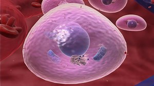 We can provide a non-invasive & drug-free option to relieve pain, swelling and promote healing. Companion Laser Therapy can be used for a wide variety of conditions. | River Ridge Animal Hospital | Facebook