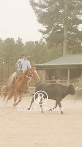 7.8K views · 209 reactions | I want my horse to be loyal as a dog,...
