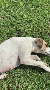 Heartland Rescue Ranch on Reels | Facebook