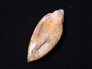 Natural Rare Fossil Snail Druzy Agate Fancy Loose Gemstone | Druzy Gemstone - Etsy Canada